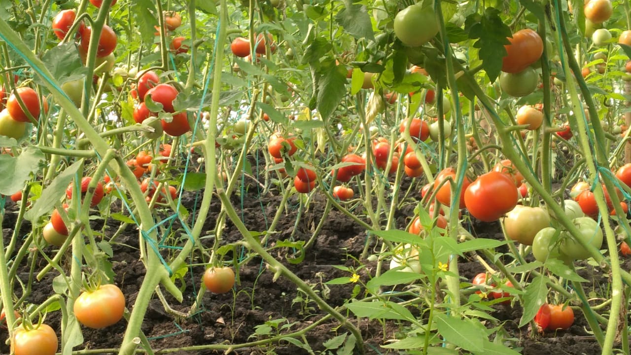 Before the first harvest…