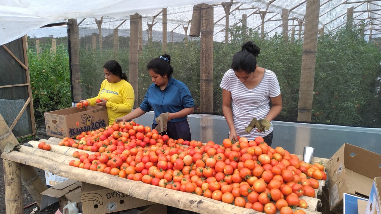 Portrait of singles mothers who took part in the pilot project for the production of organic tomatoes